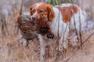 best pheasant hunting dogs