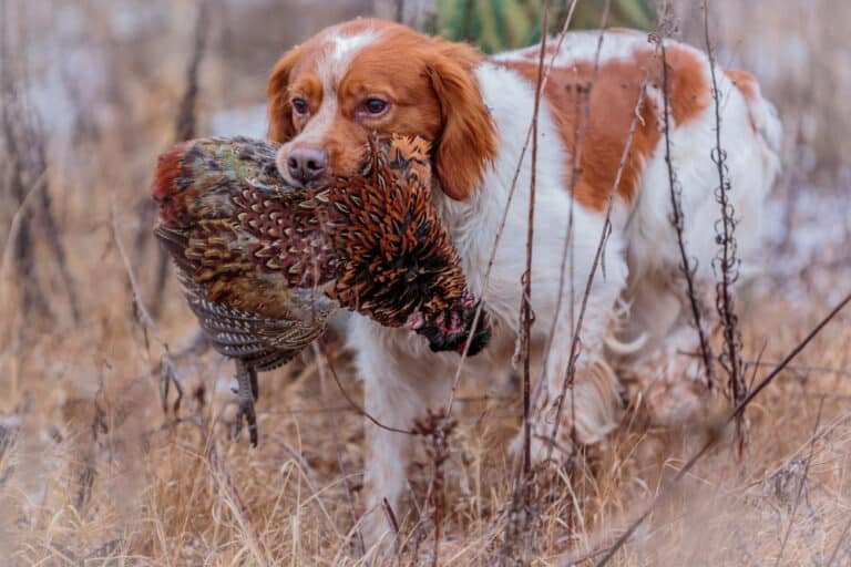 The Best Pheasant Hunting Dogs: What You Need to Know