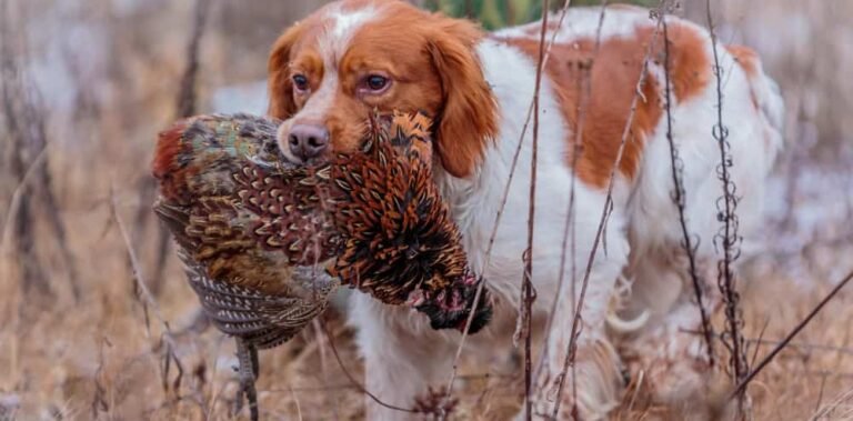 best pheasant hunting dogs