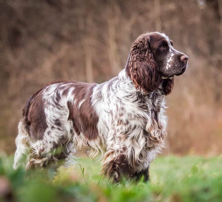 best pheasant hunting dogs