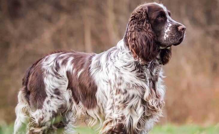 best pheasant hunting dogs