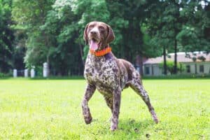 hunting equipment for dogs