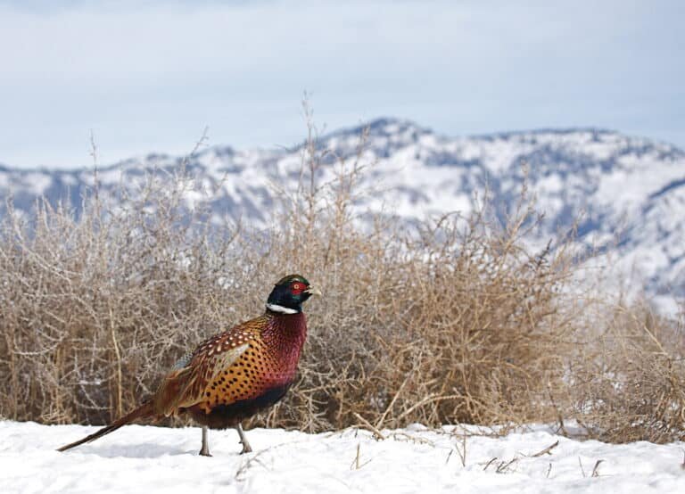 Mn Pheasant Season: The Best Time for Residents