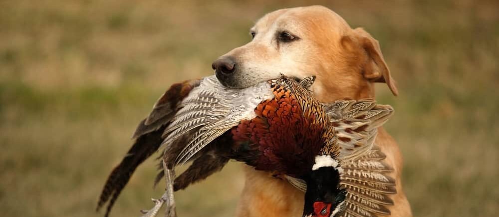 Pheasant Hunting Blog