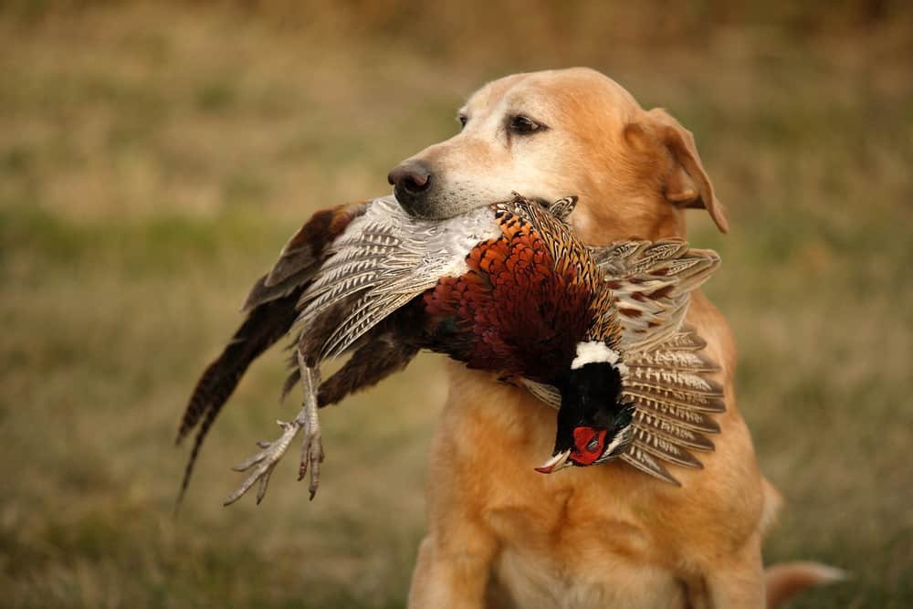 pheasant hunting