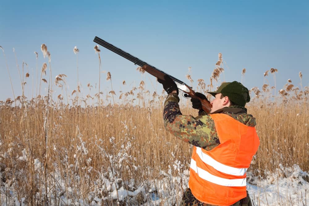 ultimate pheasant hunting