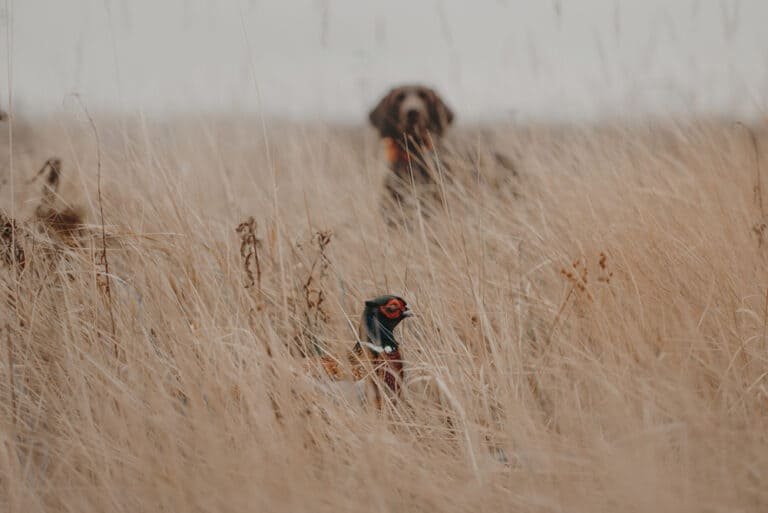ultimate pheasant hunting