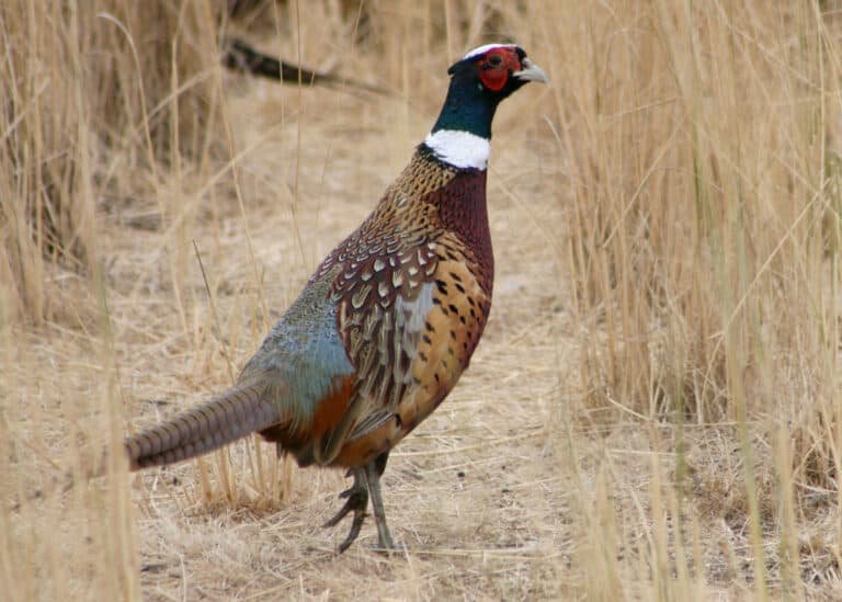 Pheasant Hunting Oregon: Everything You Need to Know!