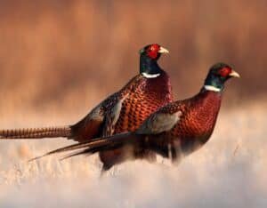 ringneck pheasant hunting tips