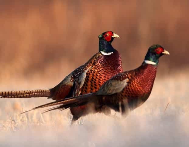 Pheasant Hunting  – Expert Advice for Your Best Hunt