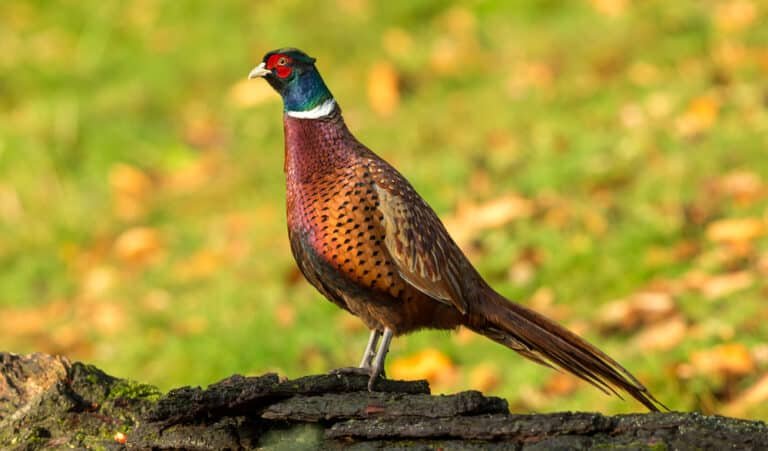 Ringneck Pheasant Hunting: Your Ultimate Guide – 2024 Success