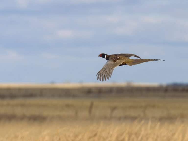 Pheasant Season Wisconsin: The Best State for Pheasant