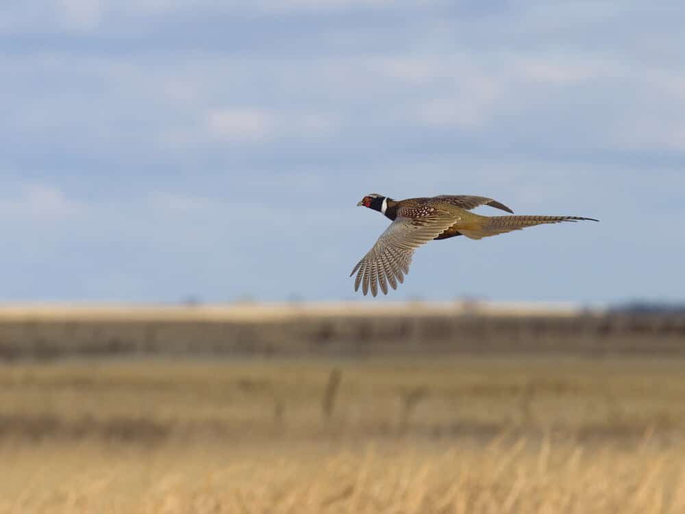 pheasant season wisconsin