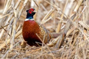 nebraska pheasant hunting