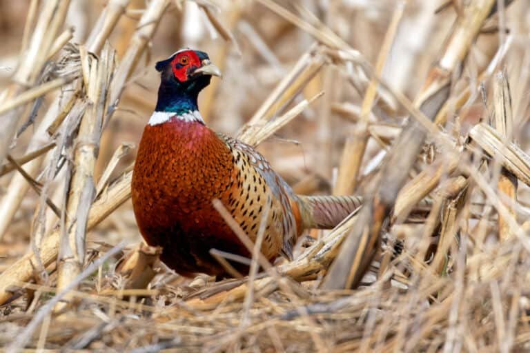 Phenomenal Pheasant Photos: Spotlighting Species Secrets for You