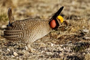 Kansas Pheasant Hunting