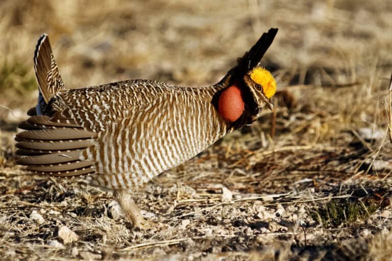 Kansas Pheasant Hunting – The Best State for Pheasant Hunting
