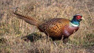 pheasant hunting illinois