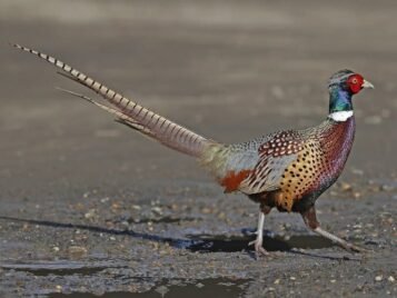 Pheasant Hunting Massachusetts – What You Need to Know