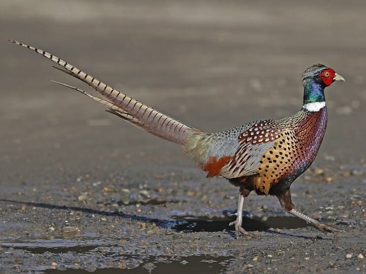 pheasant hunting massachusetts