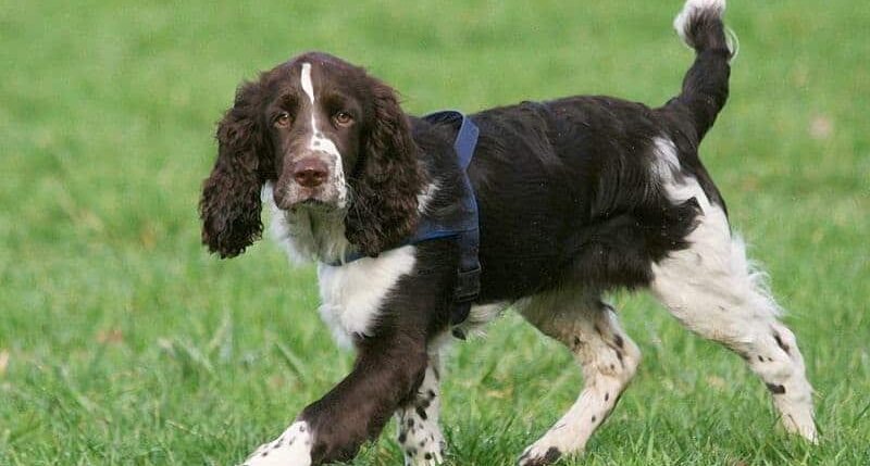 Pheasant Hunting Dogs Training