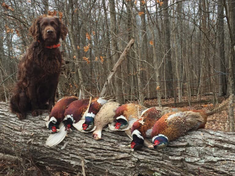 Pheasant Hunting Tennessee: What You Must Know Now!
