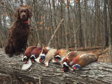 Pheasant Hunting Tennessee