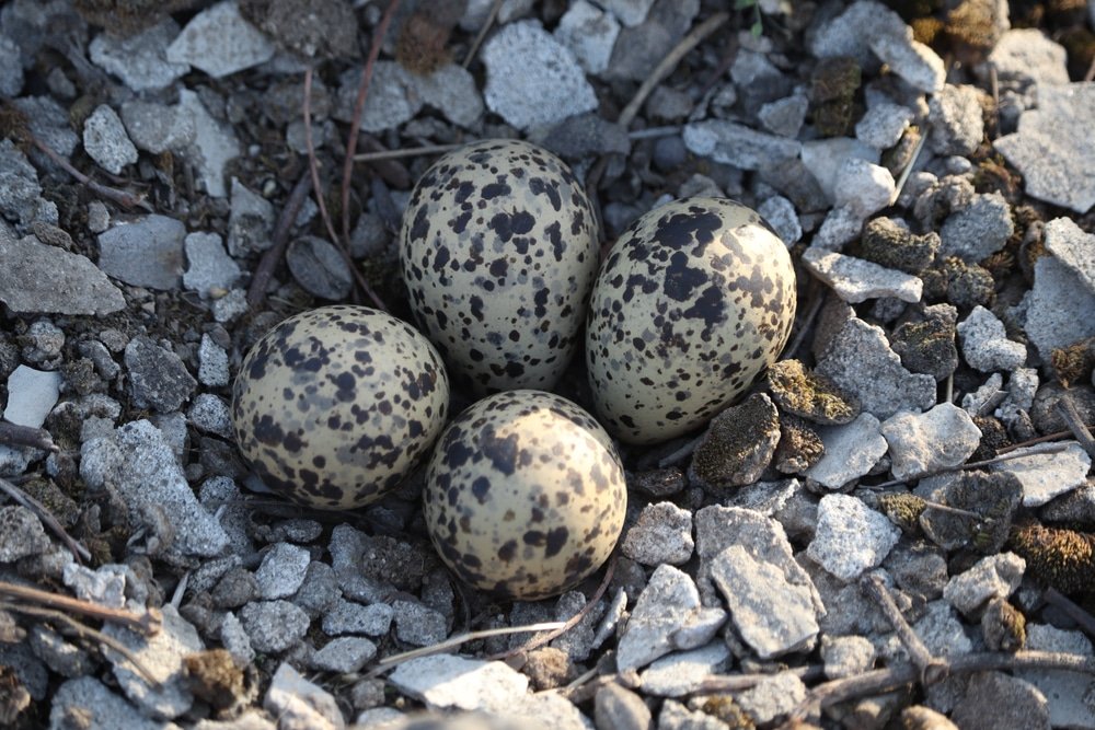 pheasant eggs