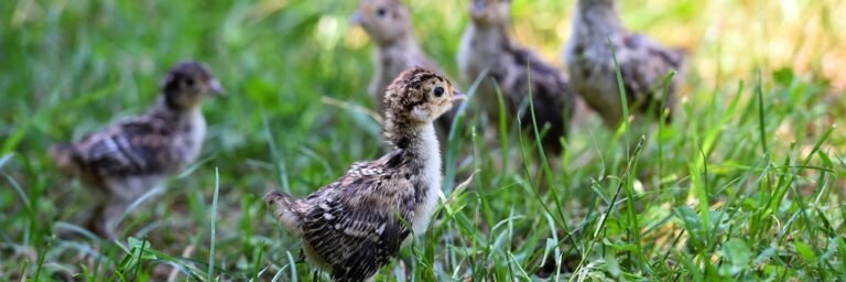 hatched pheasant chicks